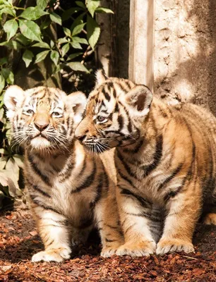 Трехмесячных тигрят и львят из Чечни не дали вывезти в зоопарк в Казахстане  - РИА Новости, 07.07.2023