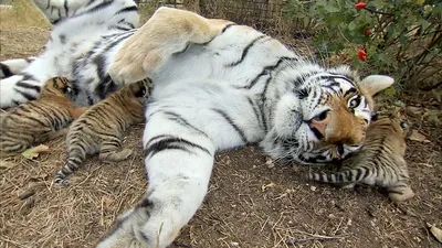 В Индии самец тигра усыновил четверых тигрят после смерти матери | ИА  Красная Весна