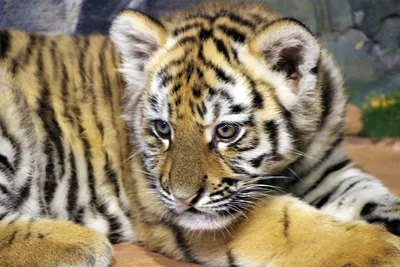 Для возрождения популяции: в Казахстане выпустят четырех тигрят из России