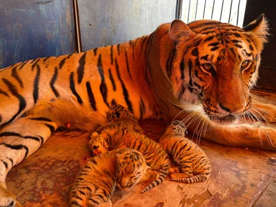 В крымском парке \"Тайган\" родились шесть редких амурских тигрят -  Российская газета