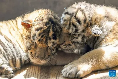 В Германии впервые показали новорожденных сибирских тигрят из зоопарка  \"Хагенбек\" — Курьезы