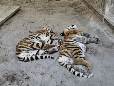Тигрята родились в Пермском зоопарке - 20 декабря 2018 - 59.ru