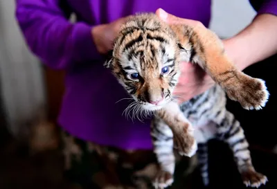 Редких суматранских тигрят представил публике Франкфуртский зоопарк —  Новости мира сегодня NTDНовости мира сегодня NTD