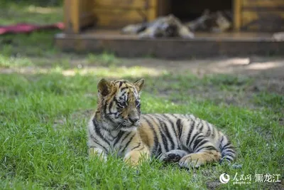Барнаульцев приглашают на Праздник тигра в зоопарк - Толк 27.07.2023