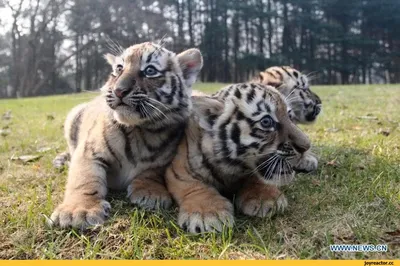 Популяция амурских тигров может появиться в Казахстане