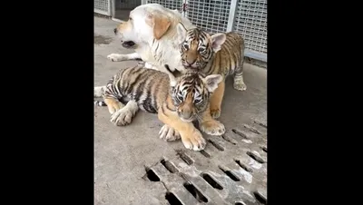 Лондонский зоопарк опубликовал фото новорождённых тигрят | Афиша Лондон