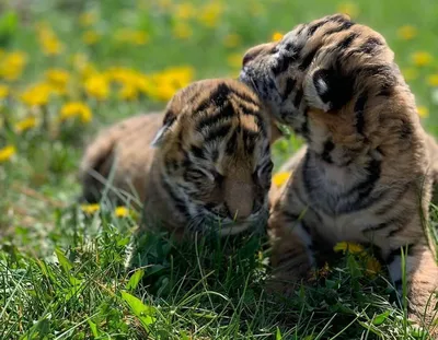 В польском зоопарке наконец то увидели тигрят | Пикабу