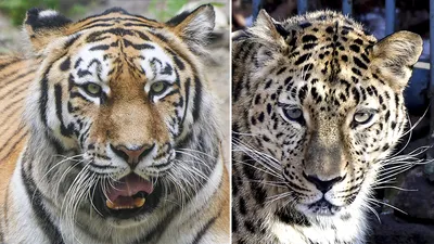 Фото тигров и леопардов 79 фото