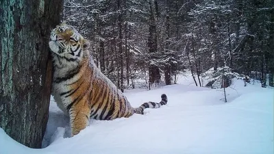 Снимок амурского тигра из Приморья стал лучшей фотографией дикой природы -  РИА Новости, 14.10.2020