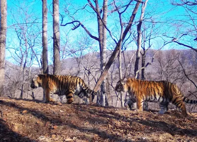 Лучшие места, где можно увидеть тигров в дикой природе | Жизнь как  путешествие! | Дзен
