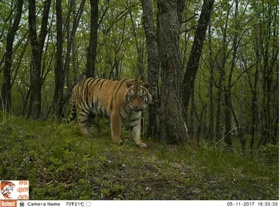 Первые фото тигра в дикой природе | Пикабу