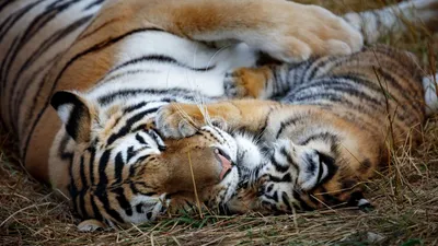 Всемирный фонд дикой природы рассказал, когда появятся тигры в Казахстане |  Inbusiness.kz