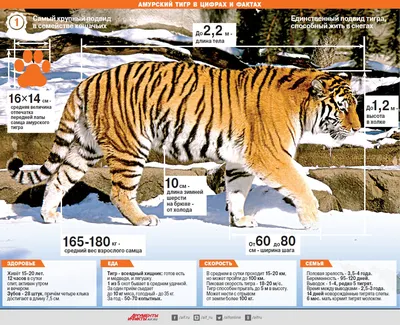 Уссурийский тигр в дикой природе» — создано в Шедевруме