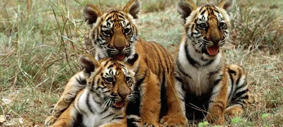 Фото тигра в дикой природе | Премиум Фото