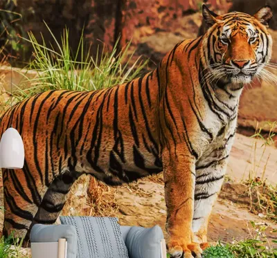 Первые фото тигра в дикой природе | Пикабу