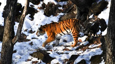 Сибирский Тигр В Дикой Природе Фотография, картинки, изображения и  сток-фотография без роялти. Image 85698381