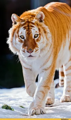Как в России стараются защитить тигров в дикой природе » Тигромания – всё о  тиграх