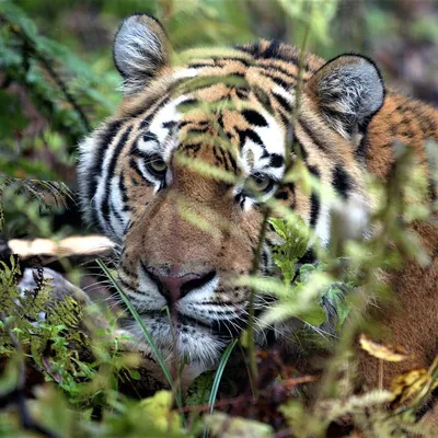 Дикая природа - в Киевском зоопарке показали своих тигров | Комментарии.Киев