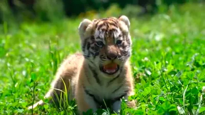 тигр растет в дикой природе настенные обои - TenStickers