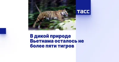 Выход в люди: что ищут амурские тигры в населенных пунктах | Статьи |  Известия