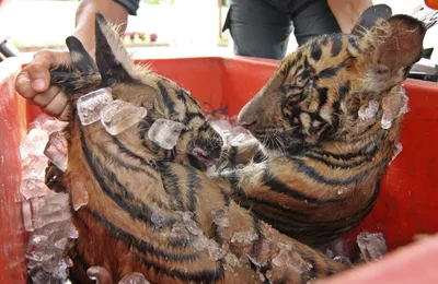 WWF использует весь свой опыт для восстановления тигров в Казахстане –  глава организации - 29.07.2022, Sputnik Казахстан
