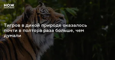 Земля больших кошек: где в России можно увидеть диких тигров, леопардов и  лесных котов: Природа: Моя страна: Lenta.ru