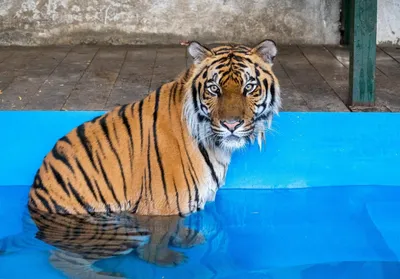Казахское Географическое Общество - Ежегодно 29 июля отмечается  Международный день тигра. ⠀ К сожалению, в дикой природе сохранилось всего  не более 5 тысяч особей, и это число продолжает постоянно сокращаться. Так,  за