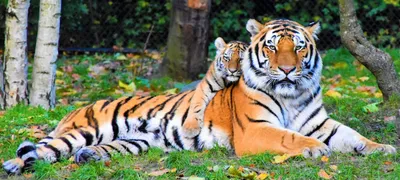Тигр. Все подвиды самой красивой кошки