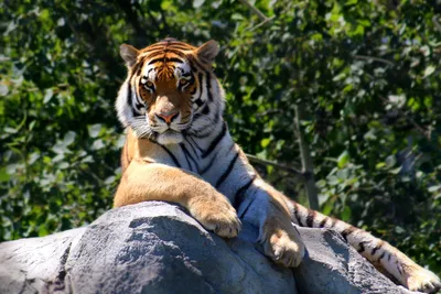 В дикой природе Вьетнама осталось не более пяти тигров - ТАСС