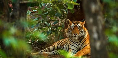 Тигровые фермы: тигров истребляют чтобы сварить в скороварке – Павел Пашков
