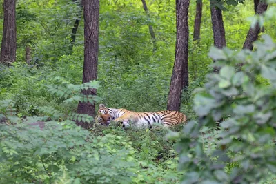 В Одесском зоопарке поселился новый питомец - амурский тигр Авгур — Новости  — Официальный сайт города Одесса