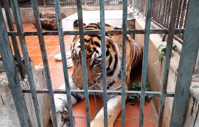 Три тигра вернулись в дикую природу | Фонд «Феникс»