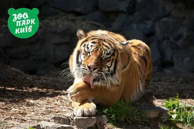 О чем рычит тигр? Как общаются животные в дикой природе — магазинчик  детских книг «Я люблю читать