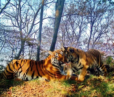 Картина на холсте Тигр в дикой природе эстетика 70х90 см HOLSTBAR - купить  по низкой цене в интернет-магазине OZON (1202323538)