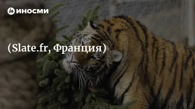 Тигров в дикой природе оказалось почти в полтора раза больше, чем думали —  Нож