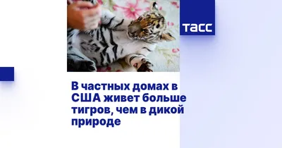 Бенгальские тигры: 7 мест обитания тигров в дикой природе. | Журнал  натуралист | Дзен