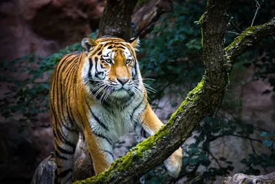 Картина на холсте Тигр в дикой природе эстетика 40х60 см HOLSTBAR - купить  по низкой цене в интернет-магазине OZON (1132678487)