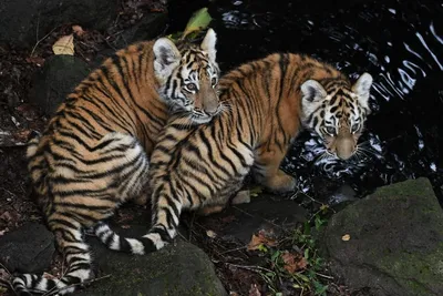 Метод поиска серийных убийц поможет защитить тигров в дикой природе