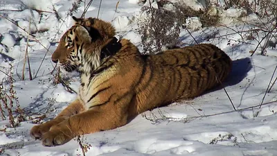 Тигр Джим Корбетт — стоковые фотографии и другие картинки Животные в дикой  природе - Животные в дикой природе, Тигр, Без людей - iStock
