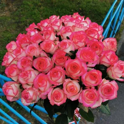 Only Rose — ідеальний букет з троянд | Купити букет з свіжозрізаних  червоних троянд «Слова кохання»