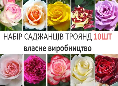 Букет Кущових троянд - доставка по всій Україні на Floriya.market