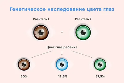 Какой цвет глаз в мире самый редкий