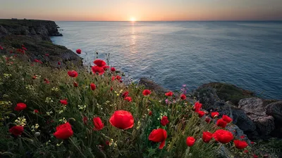 Цветы на фоне моря - 75 фото