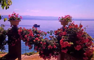 Букет цветов на фоне моря, …» — создано в Шедевруме