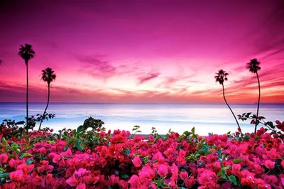 Море цветов поздравление - 73 фото