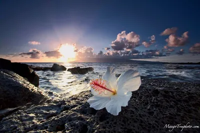 Цветы на фоне моря - красивые фото