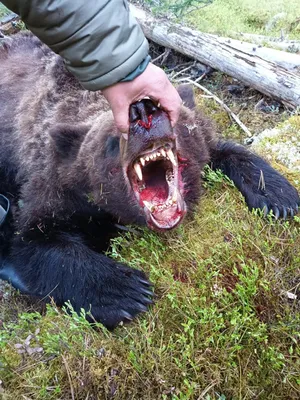 Фото убитого медведя людоеда 85 фото