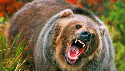 Медведи поймали человека | Пикабу