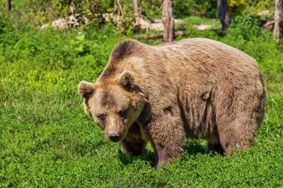 В якутской тайге бродит медведь-людоед, задравший человека и домашний скот  | Архив новостей
