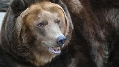 На Камчатке застрелены два медведя-людоеда